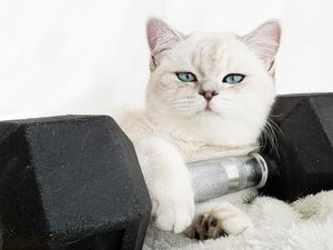 Apakah Hewan Peliharaan Butuh Olahraga Seperti Manusia?