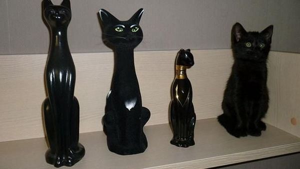 Potret Kucing Jago Menyamar, yang Melihat Kebingungan