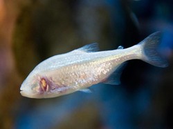 Misteri Ikan Mungil yang Bisa Hidup Sehat dengan Diabetes