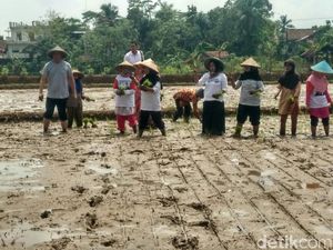 Dengar Keluhan Petani, TB Hassanudin Ikut Turun ke Sawah