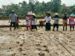 Dengar Keluhan Petani, TB Hassanudin Ikut Turun ke Sawah