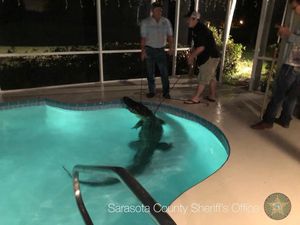 Aligator 4 Meter Ditemukan di Kolam Renang Warga di Florida Aligator 4 Meter Ditemukan di Kolam Renang Warga di Florida