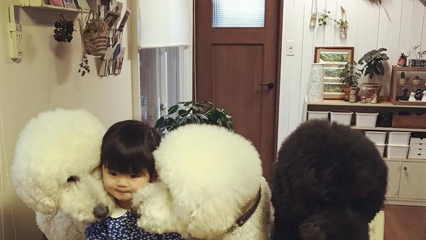 Begini Keseruan Balita yang Sedang Makan Ditemani Ketiga Anjing Poodlenya