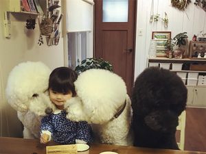 Begini Keseruan Balita yang Sedang Makan Ditemani Ketiga Anjing Poodlenya