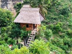 Rumah Pohon Ini Hanya Untuk Orang-orang Berani!