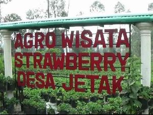 Serunya Petik Buah Strawberry di Lereng Gunung Bromo