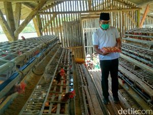 Kampanye di Ciamis, Ridwan Kamil Tinjau Peternakan Ayam Petelur