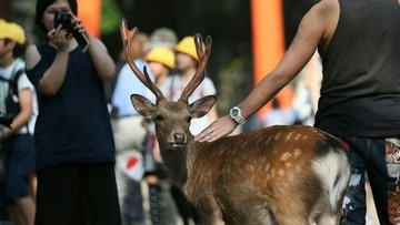 Viral Turis Beri Plastik ke Rusa Nara, Ini yang Perlu Kamu Tahu Soal Hewan Suci Jepang Itu
