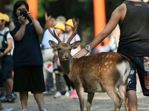 Musim Kawin Selesai, Taman Nara Cabut Peringatan Bahaya Rusa Musim Kawin Selesai, Taman Nara Cabut Peringatan Bahaya Rusa