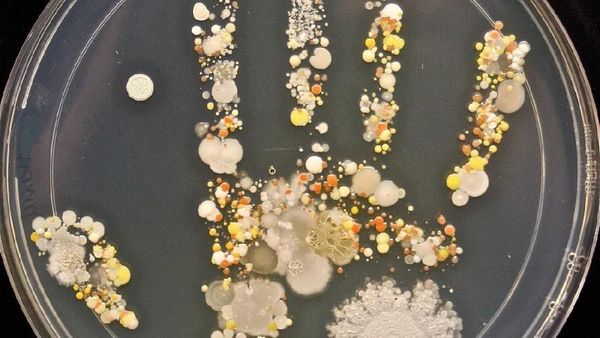 Foto-Foto Cantik Ini Tunjukkan Penampakan Koloni Bakteri di Tangan