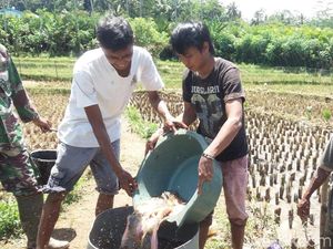 Tentang Hama Linsang yang Hantui Sistem Mina Padi di Banjarnegara