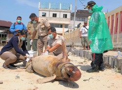 Teluk Balikpapan Tercemar Minyak, Pesut Mati