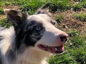 Wow! Anjing Ini Kerja di Bandara dan Dibayar Rp 100 Juta