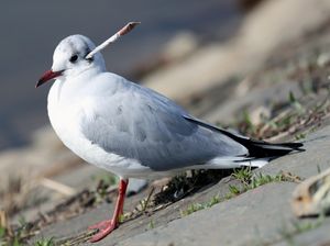 Duh! Kepala Burung Camar Ini Tertusuk Panah Kertas