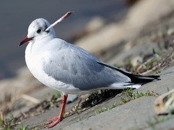Duh! Kepala Burung Camar Ini Tertusuk Panah Kertas
