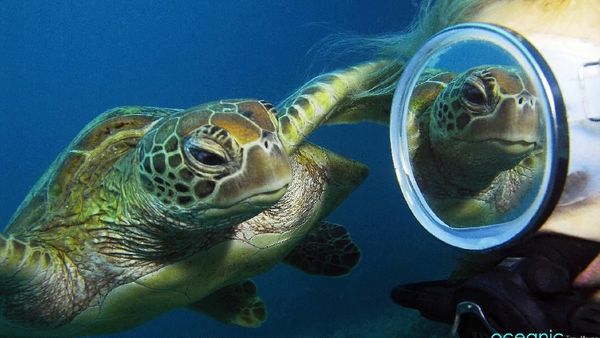 Aksi Gemas Kura-kura yang Penasaran Lihat Bayangannya Sendiri