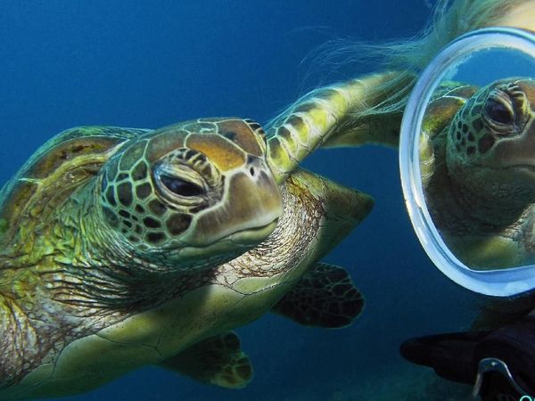 Aksi Gemas Kura-kura yang Penasaran Lihat Bayangannya Sendiri