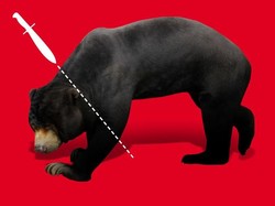 Pelaku Pembantaian Beruang Madu Ditahan KLHK