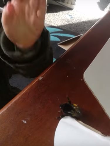 Kisah Seekor Lebah Berterima Kasih pada Balita yang Menolongnya