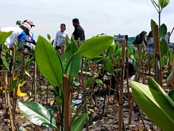Melihat Aksi Penanaman Mangrove di Teluk Jakarta