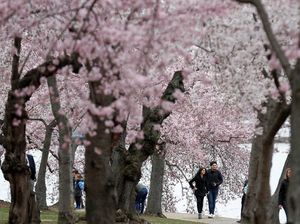 Indahnya Saat Bunga Sakura Bermekaran di Washington