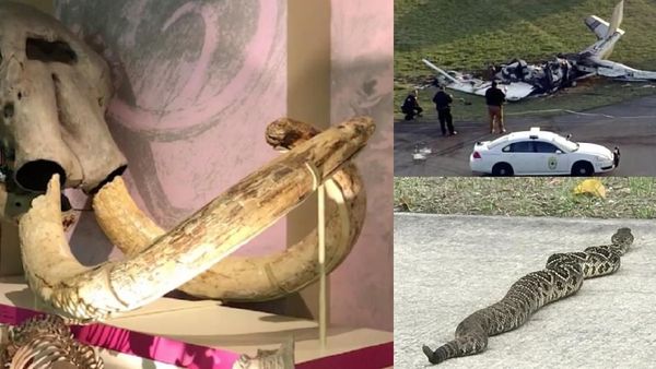 Riuh Dunia dalam Gambar: Ular Derik Mematikan, Fosil Mastodon