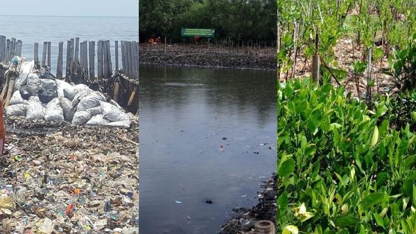 Before-After Lautan Sampah Teluk Jakarta Jadi Hamparan Mangrove