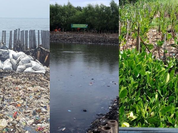 Before-After Lautan Sampah Teluk Jakarta Jadi Hamparan Mangrove
