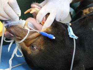 Beruang di Perth Zoo Jalani Pemeriksaan Gigi