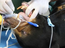 Beruang di Perth Zoo Jalani Pemeriksaan Gigi