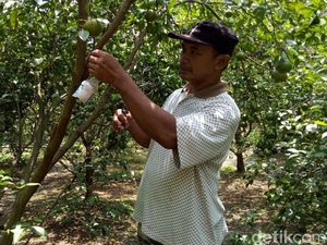 Inovasi Sederhana Maiful Usir Hama Buah Pakai Tali dan Barang Bekas Inovasi Sederhana Maiful Usir Hama Buah Pakai Tali dan Barang Bekas