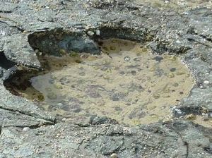 Jejak Kaki Dinosaurus Umur 170 Juta Tahun Ditemukan di Skotlandia