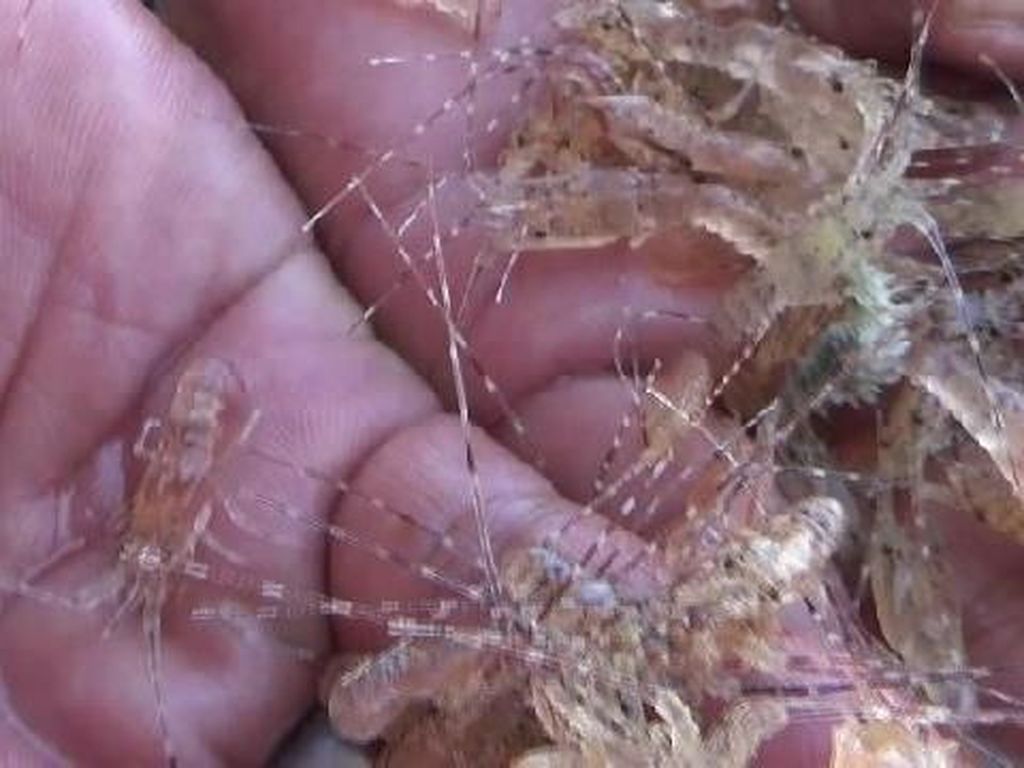 Paceklik Buat Nelayan Tangkap Lagi Baby Lobster, Bupati Jeje Kecewa