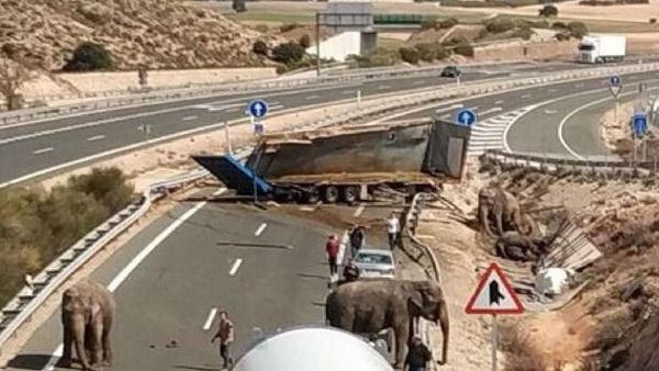 Momen Gajah-gajah Kabur Berkeliaran di Jalan Tol Spanyol