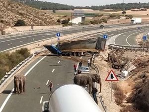 Momen Gajah-gajah Kabur Berkeliaran di Jalan Tol Spanyol