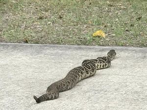 Ular Derik Paling Mematikan Meliuk-liuk di Jalanan Florida