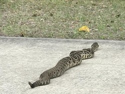 Ular Derik Paling Mematikan Meliuk-liuk di Jalanan Florida