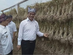 Mentan Takjub dengan Kualitas Bawang Putih di Banyuwangi