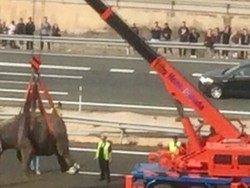 Heboh! Lima Gajah Kabur dan Berkeliaran di Jalan Tol Spanyol