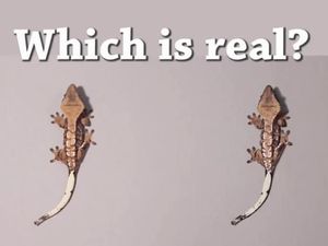 Coba Tes Mata Kamu, Tebak yang Mana yang Cuma Gambar! (2)