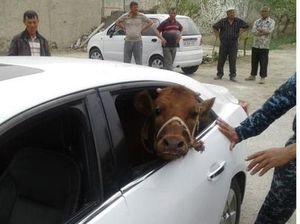 Anti-mainstream! Pria Ini Curi Sapi Pakai Mobil Mewah