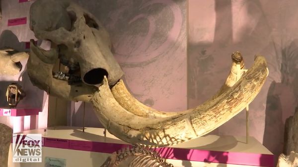 Foto: 3 Bocah Temukan Tulang Rahang Mastodon Umur 100 Ribu Tahun