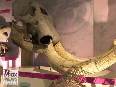 Foto: 3 Bocah Temukan Tulang Rahang Mastodon Umur 100 Ribu Tahun