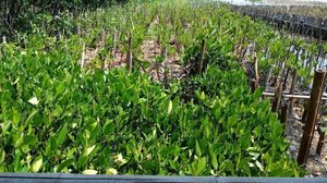 Foto: Tanaman Mangrove di Bekas Lautan Sampah Teluk Jakarta