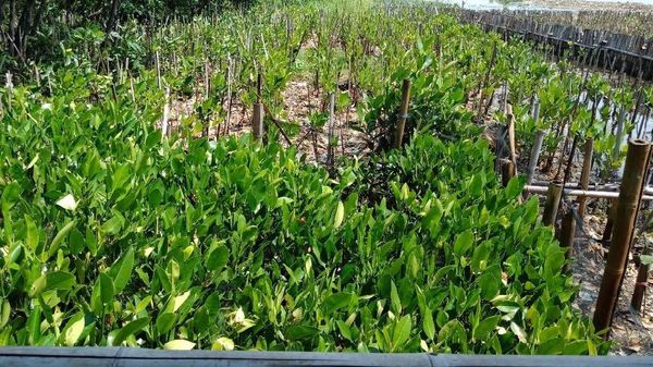 Foto: Tanaman Mangrove di Bekas Lautan Sampah Teluk Jakarta