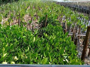Foto: Tanaman Mangrove di Bekas Lautan Sampah Teluk Jakarta