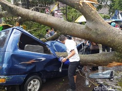 Ngeri! Beringin Timpa Mobil Berisi Polisi Sukabumi dan Istrinya