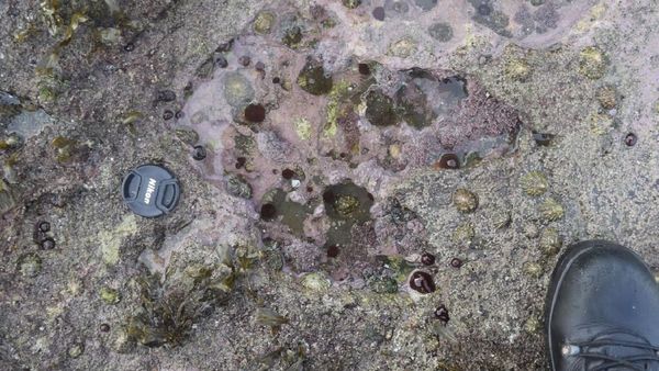 Penampakan Jejak Kaki Dinosaurus 170 Juta Tahun di Skotlandia