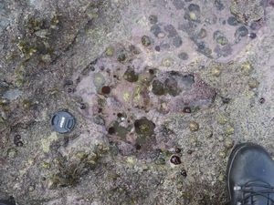 Penampakan Jejak Kaki Dinosaurus 170 Juta Tahun di Skotlandia Penampakan Jejak Kaki Dinosaurus 170 Juta Tahun di Skotlandia