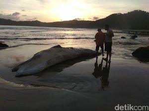 Bangkai Paus Ditemukan Nelayan Terdampar di Pesisir Trenggalek